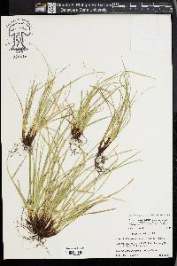 Carex juniperorum image