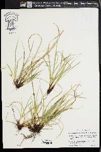 Carex juniperorum image