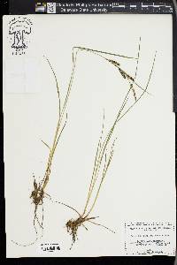 Carex kelloggii image