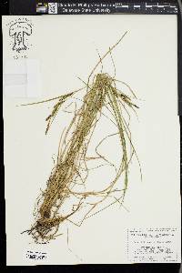 Carex kelloggii image