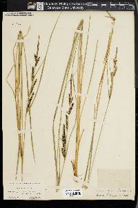 Carex kelloggii image