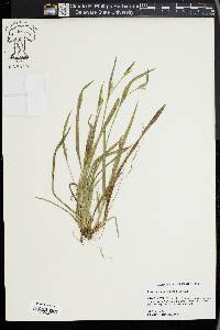 Carex kraliana image