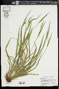 Carex kraliana image