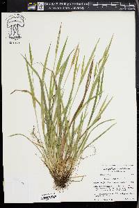 Carex kraliana image