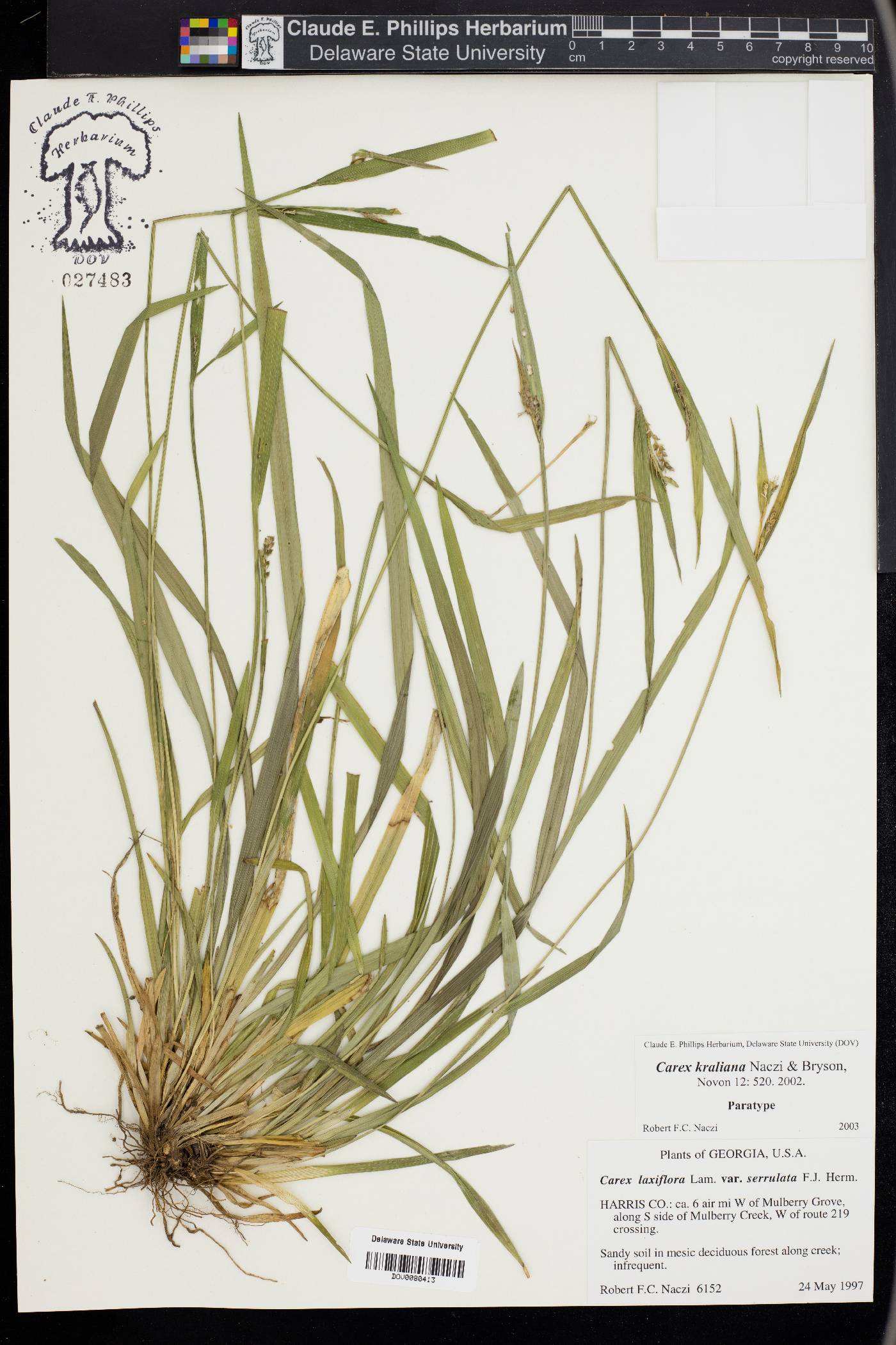 Carex kraliana image