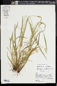 Carex kraliana image