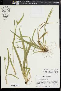 Carex kraliana image