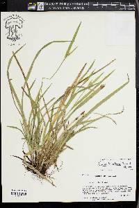 Carex kraliana image