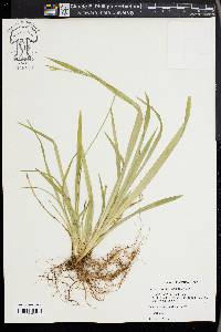 Carex kraliana image