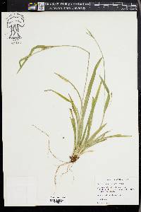 Carex kraliana image