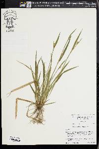 Carex kraliana image