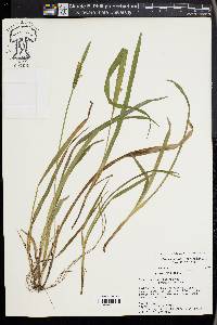 Carex kraliana image