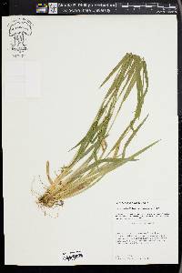 Carex kraliana image