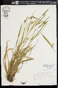 Carex kraliana image