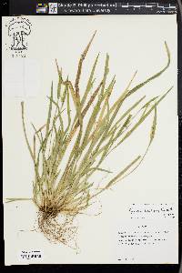 Carex kraliana image