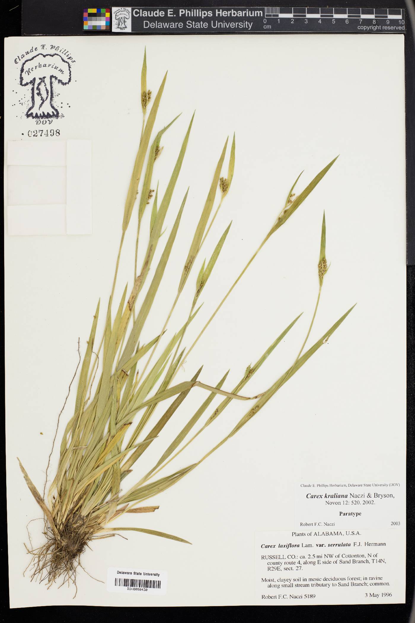 Carex kraliana image