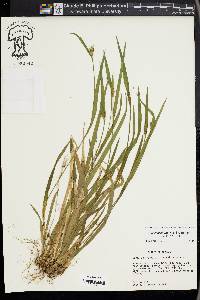 Carex kraliana image