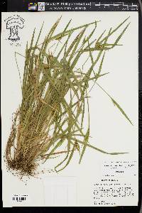 Carex kraliana image