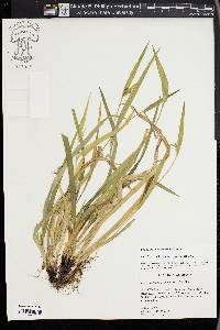 Carex kraliana image