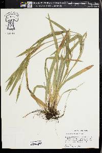 Carex kraliana image