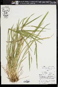 Carex kraliana image