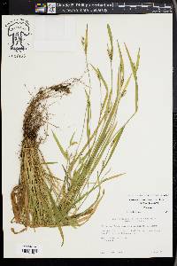 Carex kraliana image