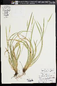 Carex kraliana image