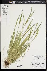 Carex kraliana image