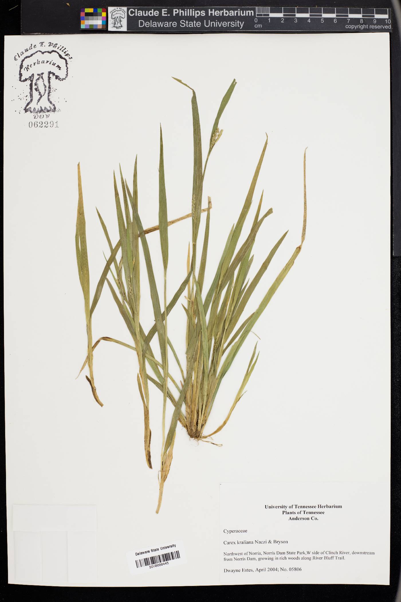 Carex kraliana image