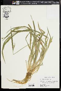 Carex kraliana image