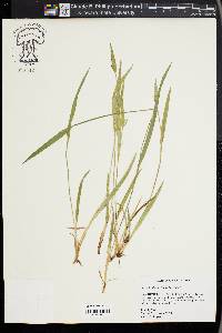 Carex kraliana image