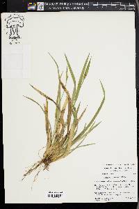 Carex kraliana image