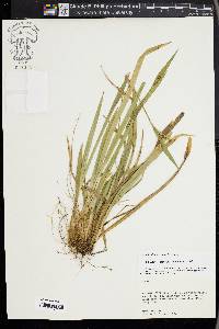 Carex kraliana image