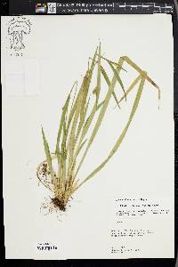 Carex kraliana image