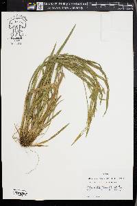 Carex kraliana image