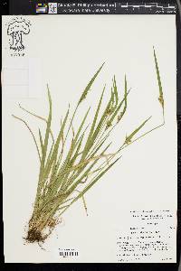 Carex kraliana image