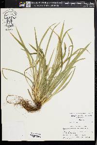 Carex kraliana image