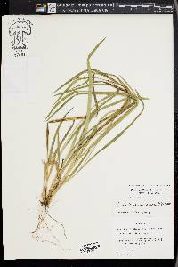 Carex kraliana image