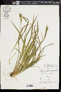 Carex kraliana image