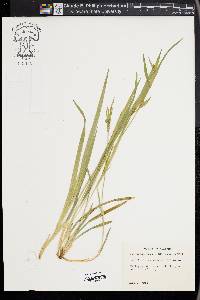 Carex kraliana image