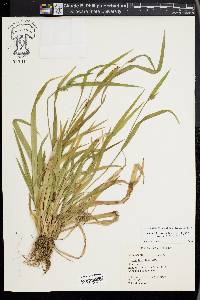 Carex kraliana image