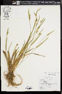 Carex kraliana image