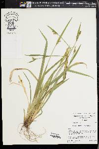 Carex kraliana image