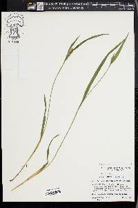 Carex kraliana image