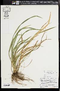 Carex kraliana image