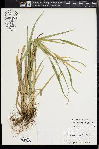 Carex kraliana image