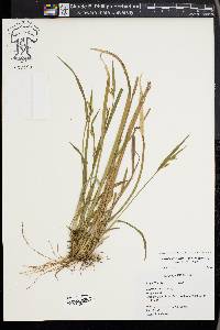 Carex kraliana image