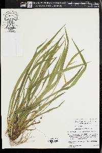 Carex kraliana image