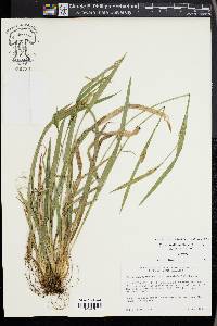 Carex kraliana image