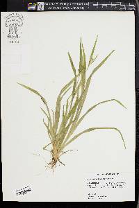 Carex kraliana image